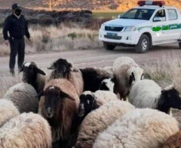 یازده راس گوسفند سرقتی به صاحبش تحویل داده شد