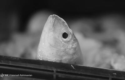 (تصاویر) صید ماهی با برق در تالاب شادگان