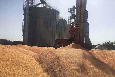 ۲۷۹ هزار تن گندم در اردبیل ذخیره‌سازی شده است