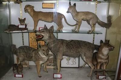 بازدید از موزه تاریخ طبیعی البرز تا پایان دهه فجر رایگان است