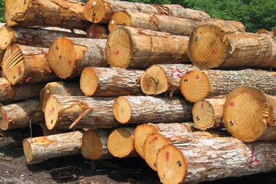 کشف بیش از ۱۰ تن چوب تاغ قاچاق