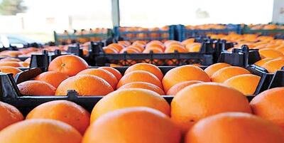 خبرگزاری فارس - بیش از  ۲ هزار تن پرتقال شب عید از مازندران به سراسر کشور ارسال می‌شود