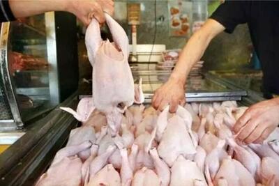 تولید گوشت سفید در کشور افزایش می‌یابد