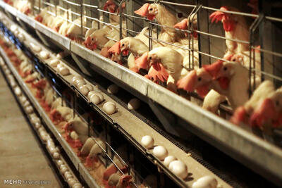 واحد پرورش مرغ تخم‌گذار در سرعین افتتاح شد