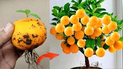 نحوه پرورش میوه پرتقال در گلدان و برداشت پرتقال در خانه (فیلم)