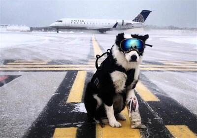 سگ  مانع فرود هواپیمای پویا در باند فرودگاه مهرآباد شد