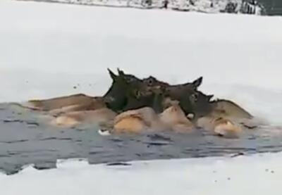 ببینید / لحظه نجات گوزن‌های گیر افتاده در دریاچه یخ