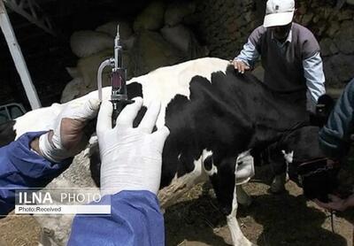پایان طرح واکسیناسیون دام‌های سنگین در مناطق روستایی و عشایر قزوین