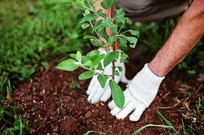 حوزه‌های علمیه فارس در طرح کاشت یک میلیارد درخت مشارکت می‌کنند