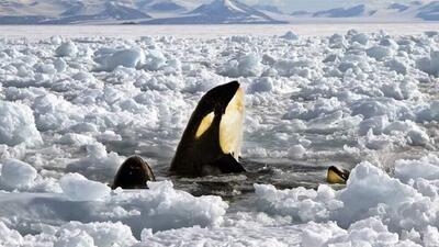 تصاویری از گیر کردن ۱۰ نهنگ در میان یخ‌های شناور / فیلم