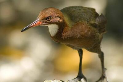 یلوه آلدابرا: پرنده‌ای که پس از هزاران سال دوباره تکامل پیدا کرد - زومیت