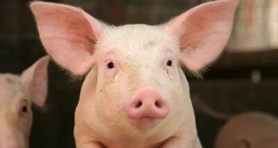 نتایج یک آزمایش دیوانه‌وار: مغز خوک چند ساعت بدون بدن زنده ماند