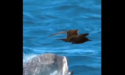 پرواز ماهی عظیم الجثه از آب برای شکار پرنده (فیلم)