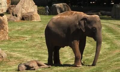 تلاش جانسوز یک بچه فیل ۹ ماهه برای بیدار کردن مادرش (فیلم)