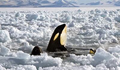 گرفتار شدن ۱۰ نهنگ قاتل در میان یخ‌های شناور (فیلم)