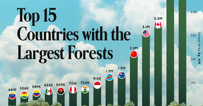 کدام کشورها بزرگترین جنگل‌ها را دارند؟ + اینفوگرافیک