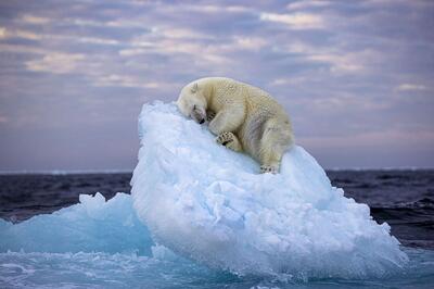 برندگان مسابقه عکاسی حیات وحش 2024 مشخص شدند؛ خواب خرس‌ قطبی