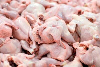 تولید گوشت مرغ افزایش می‌یابد؟