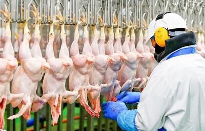 (ویدئو) از سلاخی و پر کنی تا بسته بندی گوشت مرغ در یک کارخانه مدرن اورپایی