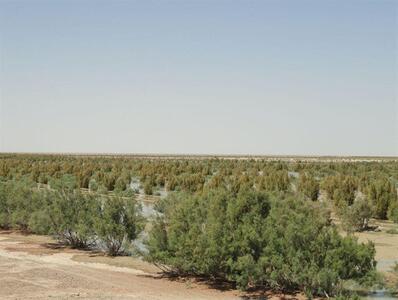 ۹۵ پروژه تحقیقات کشاورزی در استان کرمان در دست اجراست/ تجربه موفق طرح پخش سیلاب
