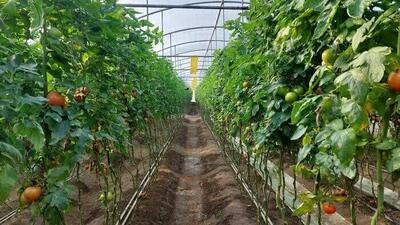 اجرای طرح تحول بخش کشاورزی برای ۹ محصول مهم و استراتژیک در نیشابور