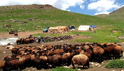 عشایرکهگیلویه و بویراحمد ۴۵درصد ازگوشت مصرفی مردم راتامین می کنند