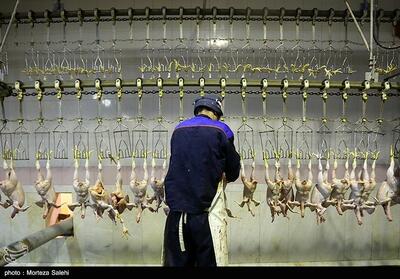 وزارت جهاد کشاورزی برای تولید گوشت مرغ فراخوان داد - تسنیم