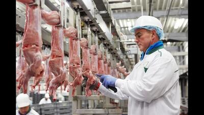 از سلاخی و جداسازی پوست هزاران خرگوش تا بسته بندی گوشت در ایتالیا (فیلم)