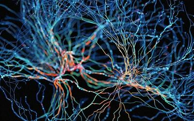 محققان برای اولین‌بار بافت مغز انسان را با چاپ سه‌بعدی تولید کردند