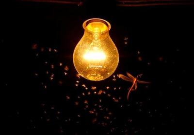 دلیل شگفت انگیزی که چرا حشرات در شب به دور چراغ‌ها می‌چرخند/ آنان مسیر آسمان را از دست می‌دهند