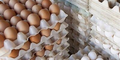 خبرگزاری فارس - چرا قیمت تخم مرغ افزایش یافت