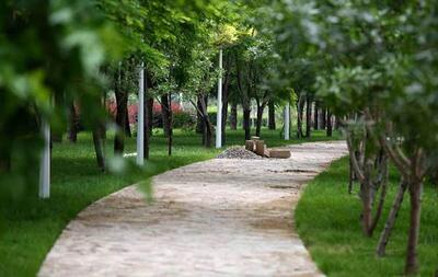 باز هم جنجال درباره درختان تهران | مدیرعامل سازمان بوستان ها: قطع درخت نداشتیم