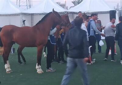 رقابت 36 اسب در جشنواره ملی زیبایی‌های اسب دره‌شوری + تصاویر - تسنیم