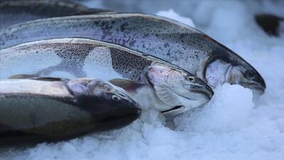 فرآیند برداشت تخم ، لقاح و پرورش میلیون ها ماهی سالمون (فیلم)