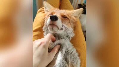 این روباه که در سرمای شدید یخ زده بود زندگی جدیدی را تجربه می کند (فیلم)