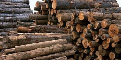 کشف ۱۰ تن چوب قاچاق در شهرستان بهار