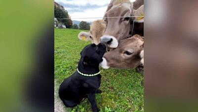 محبت گاوها به این سگ سیاه سوژه مجازی شده است(فیلم)
