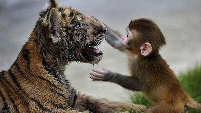شوخی عجیب و خطرناک میمون بازیگوش با دو ببر گرسنه (فیلم)