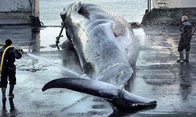 (ویدئو) مراحل صید نهنگ‌های غول پیکر؛ فرآیند پردازش گوشت نهنگ