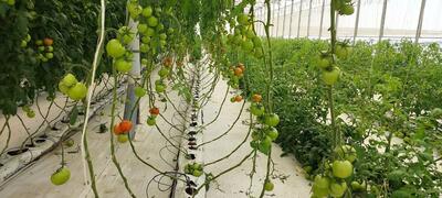 بهره‌برداری از ۹۲ هکتار گلخانه هوشمند صنعتی و خانگی در سیستان‌وبلوچستان
