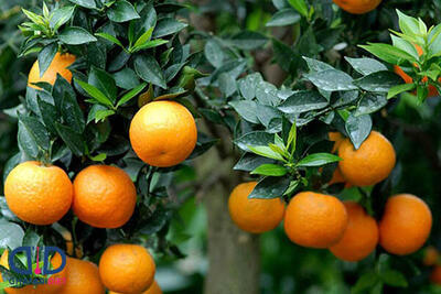 لزوم برداشت میوه های رسیده‌ نارنج در باغات و خانه سراها