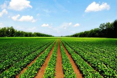 طعم شیرین پیشرفت در حوزه کشاورزی لرستان/ تولیدات ۶ برابر شد