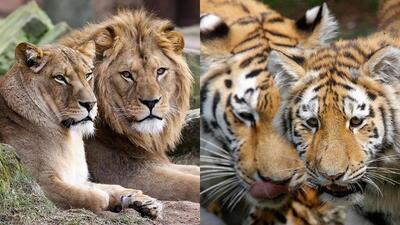عکس| تصویر تکان‌دهنده از باغ‌وحش مشهد که وایرال شد
