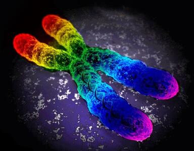 هیچ ژن همجنس‌گرایی واحدی وجود ندارد! | اقتصاد24