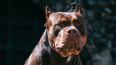 درون دنیای تاریک پرورش‌دهندگان سگ برای نبرد و باند‌های تبهکار