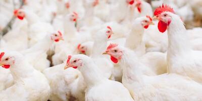 خبرگزاری فارس - بهبود ضریب تبدیل مرغ نژاد آرین و کاهش تلفات این نژاد ‌
