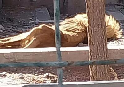 توضیحات مسئول باغ وحش مشهد درباره یک تصویر جنجالی: این شیر دارای تیپ بدنی لاغر است !
