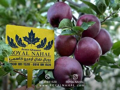 خرید نهال سیب پیوندی از بزرگترین تولید کننده نهال سیب در ایران