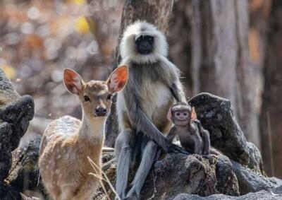 کمک میمون به آهوی کوچک برای غذا خوردن (فیلم)
