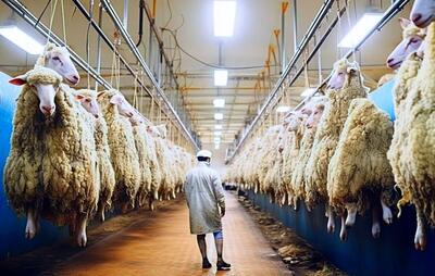 (ویدئو) پرورش خلاقانه گوسفند تا پشم چینی و فرآوری گوشت در یک کارخانه